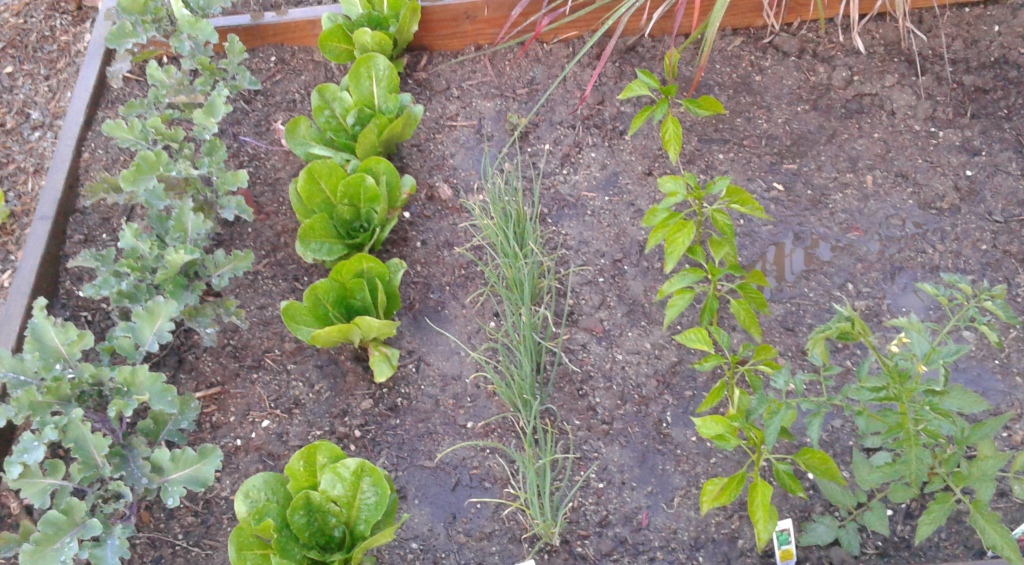 growing vegetable garden
